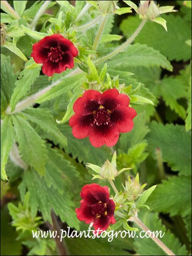 Monarchs Velvet Potentilla (Potentilla thurberi) 
Petals are red on the outside and dark red almost black in the center.